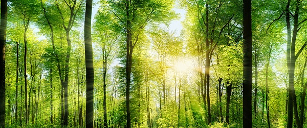 Wald Panorama mit Sonnenstrahlen